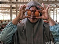 Ayam Petelur, Ladang Cuan Warga Desa Tritiro