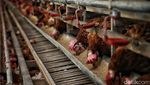Ayam Petelur, Ladang Cuan Warga Desa Tritiro