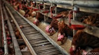Rosmina mengatakan di awal merintis usaha perlu modal hingga Rp 180 juta. Jumlah uang yang dia keluarkan tersebut untuk membeli 1.500 bibit ayam petelur dari Surabaya serta membangun kandang. 