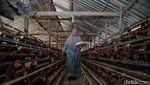 Ayam Petelur, Ladang Cuan Warga Desa Tritiro