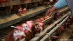 Ayam Petelur, Ladang Cuan Warga Desa Tritiro