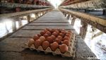 Ayam Petelur, Ladang Cuan Warga Desa Tritiro