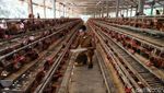 Ayam Petelur, Ladang Cuan Warga Desa Tritiro