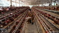 Untuk diketahui, detikcom bersama BRI mengadakan program Jelajah Desa BRILian yang mengulas potensi dan inovasi desa di Indonesia baik dari segi perkembangan ekonomi, infrastruktur, hingga wisata serta dampaknya terhadap masyarakat lokal maupun nasional. Untuk mengetahui informasi program Desa BRILian lebih lanjut, ikuti terus informasinya hanya di jelajahdesabrilian.detik.com! 