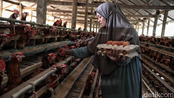 Ayam Petelur, Ladang Cuan Warga Desa Tritiro Bisnis ayam petelur ternyata menjadi ladang cuan yang menjanjikan. Seperti kisah Rosmina (49) yang mampu meraup untung jutaan rupiah per hari.