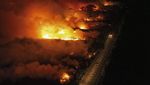 Gawat! Lahan Basah Terbesar di Dunia Terbakar