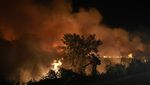Gawat! Lahan Basah Terbesar di Dunia Terbakar