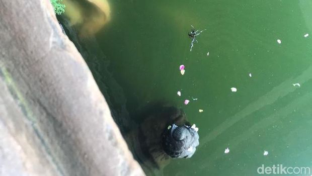 Bulus dan lele menjadi penghuni Sendang Seliran Kotagede.