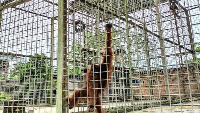 Central Park Zoo Medan. (Aprilda Ariana Sianturi/detikSumut)