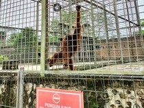 Central Park Zoo & Resort: Tiket Masuk, Alamat, dan Fasilitas