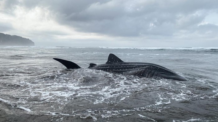 Seekor Hiu Tutul (Rhincodon typus) terdampar di Pantai Parangtritis, Bantul, DI Yogyakarta, Kamis (16/11/2023). Hiu Tutul ditemukan terdampar pada pukul 05.45 WIB oleh SAR Satlinmas Wilayah Operasi III Parangtritis dan selanjutnya akan diserahkan kepada BSKDA Yogyakarta untuk proses evakuasi bangkai. ANTARA FOTO/Benny Mahendra/hnd/aww.