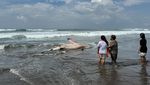 Hiu Tutul Mati Terdampar di Parangtritis Jadi Tontonan Warga