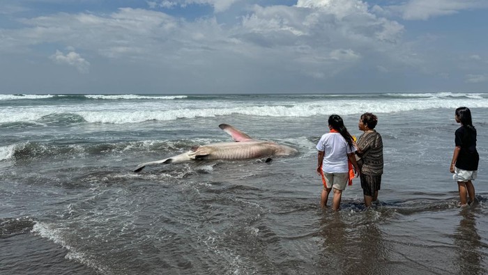 Seekor Hiu Tutul (Rhincodon typus) terdampar di Pantai Parangtritis, Bantul, DI Yogyakarta, Kamis (16/11/2023). Hiu Tutul ditemukan terdampar pada pukul 05.45 WIB oleh SAR Satlinmas Wilayah Operasi III Parangtritis dan selanjutnya akan diserahkan kepada BSKDA Yogyakarta untuk proses evakuasi bangkai. ANTARA FOTO/Benny Mahendra/hnd/aww.