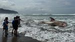 Hiu Tutul Mati Terdampar di Parangtritis Jadi Tontonan Warga