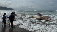 Anak-anak melihat bangkai Hiu Tutul yang mati terdampar di Pantai Parangtritis, Bantul, DI Yogyakarta, Kamis (16/11/2023). 