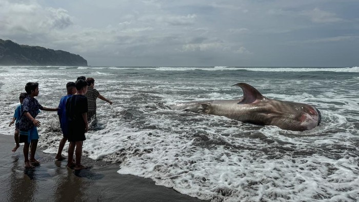 Hiu Tutul terdampar di Pantai Parangtritis Seekor Hiu Tutul (Rhincodon typus) terdampar di Pantai Parangtritis, Bantul, DI Yogyakarta, Kamis (16/11/2023). Hiu Tutul ditemukan terdampar pada pukul 05.45 WIB oleh SAR Satlinmas Wilayah Operasi III Parangtritis dan selanjutnya akan diserahkan kepada BSKDA Yogyakarta untuk proses evakuasi bangkai. ANTARA FOTO/Benny Mahendra/hnd/aww.