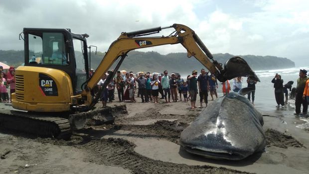 Hiu tutul yang ditemukan di Pantai Parangtritis, Bantul, akhirnya dikuburkan dengan bantuan alat berat, Kamis (16/11).