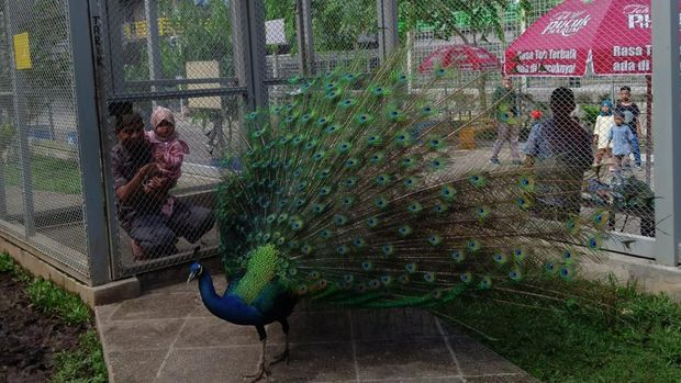 Koleksi Central Park Zoo. (Nur Akmal/detikSumut)