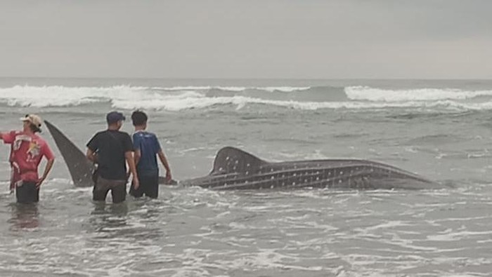 Kondisi hiu tutul yang ditemukan terdampar di Pantai Parangtritis, Bantul, Kamis (16/11/2023).