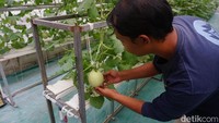 Menariknya lagi, Bowo juga menggaet para anak-anak muda di desanya untuk belajar bertani melon hidroponik. Menurutnya, saat ini petani muda sudah jarang ditemukan di desanya. Padahal, Desa Karangpucung sangat potensial dengan pertanian.  