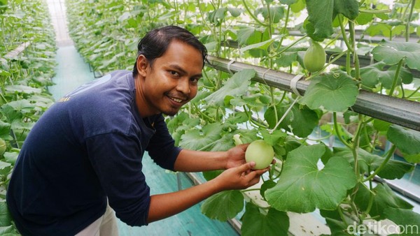 Mantan Dosen Ini Memilih jadi Petani Melon, Omzetnya Puluhan Juta