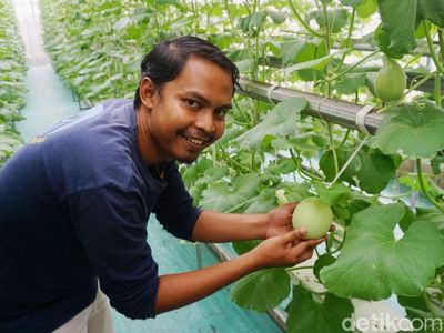 Mantan Dosen Ini Memilih jadi Petani Melon, Omzetnya Puluhan Juta