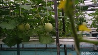 Bukan cuma itu, Bowo juga mampu meraup omzet yang fantastis. Mengingat dalam satu kali panen, ia bisa meraup hingga puluhan juta dari satu greenhouse. Adapun saat ini, kelompok klaster melon di bawah naungannya telah memiliki 4 greenhouse. Bowo menjelaskan, satu greenhouse kapasitasnya 700 tanaman, katakanlah 10 persen (hasil panen) tidak masuk grade bagus. Kalau dikalikan satu pohon satu buah, rata-rata beratnya di 1,5-2 kg biasanya di kisaran 1 ton sekali panen. Kita jual per kilo Rp 35 ribu, jadi kalau penghasilan kotornya sekitar Rp 35 juta per 2 bulan sekali.