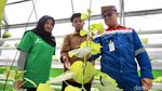 Melihat Budi Daya Melon Hidroponik Akar Pakis