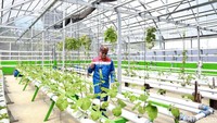 PEP Bunyu Field berhasil menjalankan program Hijau Hidroponik, sebuah program pengembangan masyarakat dengan menggali alternatif media tanam dari bahan baku sumber daya alam lokal Pulau Bunyu yakni akar pakis, tanaman endemik Kalimantan Utara.  