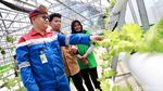 Melihat Budi Daya Melon Hidroponik Akar Pakis