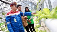 Senior Manager Bunyu Field, Andry Sehang menunjukkan menunjukkan tanaman yang dibudidayakan menggunakan sistem hidroponik dengan mendia akar pakis.  