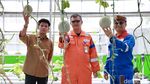 Melihat Budi Daya Melon Hidroponik Akar Pakis