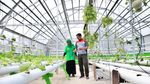 Melihat Budi Daya Melon Hidroponik Akar Pakis