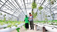 Program ini juga merupakan dari program Mantap Betul yakni Media Tanam Akar Pakis untuk Bunyu Pertanian Unggul. Program ini memiliki slogan bersama wujudkan Bunyu pertanian unggul berkelanjutan.   