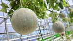 Melihat Budi Daya Melon Hidroponik Akar Pakis