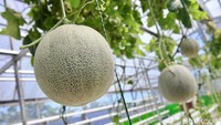 Beberapa pencapaian yang sudah dilakukan program Mantap Betul ini yaitu mengembalikan minta pemuda untuk bertani, menambah keaktifan Keaktifan Wanita Tani (KWT) dan kegiatan produktif Karang Taruna. Selain itu, jenis sayuran yang sulit tumbuh di Bunyu menjadi bertambah.  