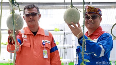 Melihat Budi Daya Melon Hidroponik Akar Pakis