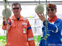 Melihat Budi Daya Melon Hidroponik Akar Pakis