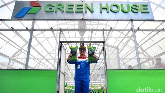 PT Pertamina EP Bunyu Field mendukung pengembangan masyarakat melalui program hijau hidroponik. Penanaman tersebut menggunakan media akar pakis.