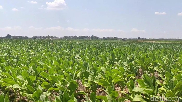 petani tembakau di lamongan