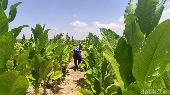 petani tembakau di lamongan