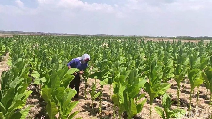 petani tembakau di lamongan