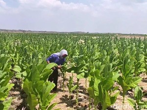 Petani Tembakau Jabar Ramai-ramai Tolak Aturan Pengetatan Rokok