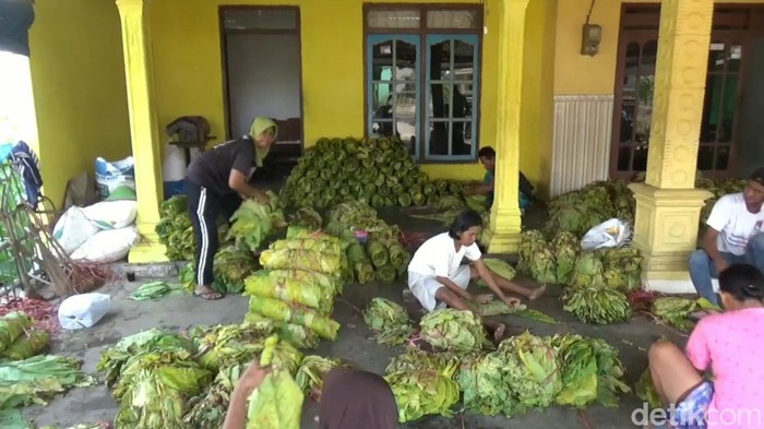 Petani Tembakau Tulungagung di Tengah Pusaran Aturan Baru