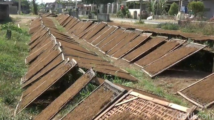 Petani Tembakau Tulungagung di Tengah Pusaran Aturan Baru