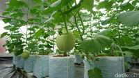 Bertani melon hidroponik dengan sistem NFT atau melon premium butuh waktu kurang lebih 65-70 hari untuk satu kali tanam sampai panen. Dalam waktu itu, butuh biaya operasional, di antaranya satu pekerja, biaya benih, obat dan nutrisi yang kalau dijumlahkan berkisar Rp 10-12 juta dalam waktu 2 bulan.  