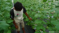 Adapun saat ini, kelompok klaster melon di bawah naungannya telah memiliki 4 greenhouse.  