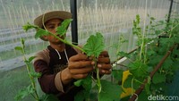 Kebun melon ini menggunakan metode hidroponik Nutrient Film Technique (NFT).  