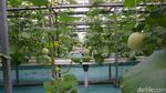 Potret Kebun Melon Petani Milenial di Purbalingga