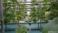 Bowo menjelaskan, satu greenhouse kapasitasnya 700 tanaman, katakanlah 10 persen (hasil panen) tidak masuk grade bagus. Kalau dikalikan satu pohon satu buah, rata-rata beratnya di 1,5-2 kg biasanya di kisaran 1 ton sekali panen. Kita jual per kilo Rp 35 ribu, jadi kalau penghasilan kotornya sekitar 35 juta per 2 bulan sekali.  